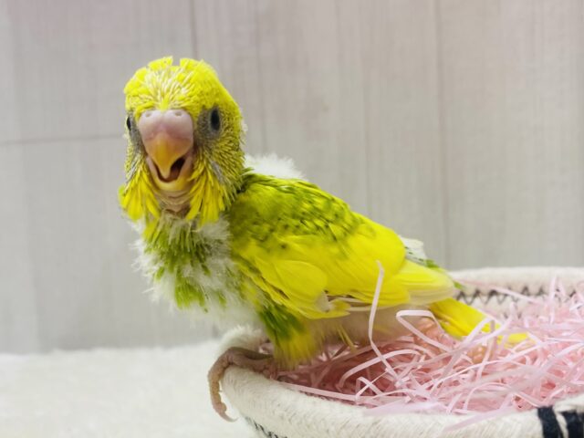 やっほー❗️表情豊かなセキセイインコさん😊スパングルパイド！