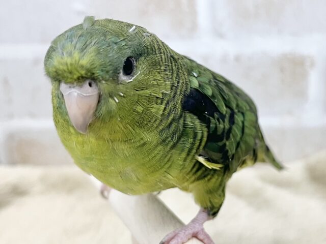サザナミインコ
