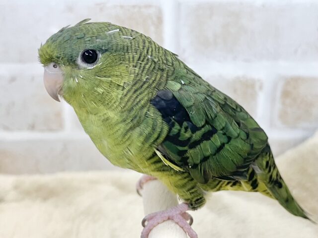 サザナミインコ