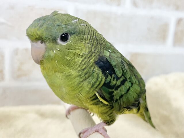 サザナミインコ