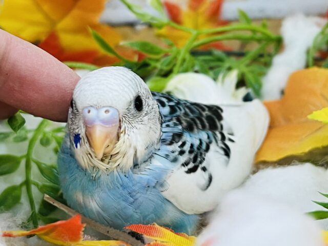 雲の上の青空ちゃん🩵セキセイインコのブルーパイド！