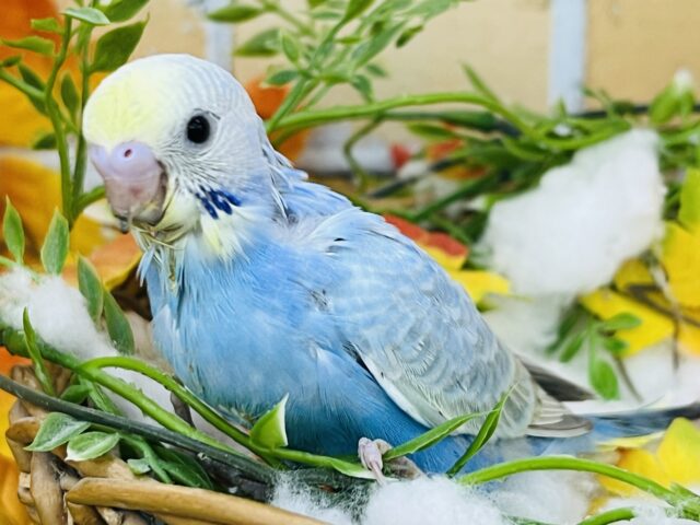 やっぱり綺麗だぁ✨セキセイインコレインボー！🌈
