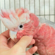 【動画更新🪄】なでなで好きの甘えんぼ〜🍑💖モモイロインコ(ノーマル) 女の子