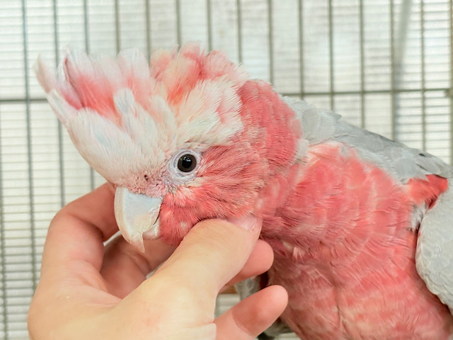 なでなで好きの甘えんぼ〜🍑💖モモイロインコ(ノーマル) 女の子