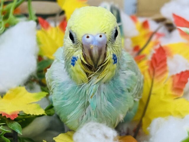 グリーン🍏セキセイインコのレインボーの雛💚