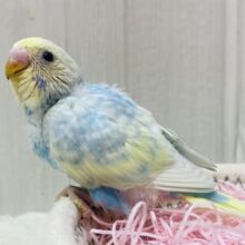 毎日ビジュイイじゃん〜👍💕ぽわぽわ可愛すぎるセキセイインコ（パステルレインボー）🌟