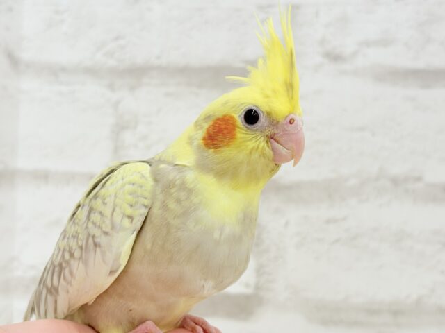 【最新画像更新🪄】背中のパール模様が魅力的🐣🫧オカメインコ(シナモンパールパイド) ヒナ オカメインコ