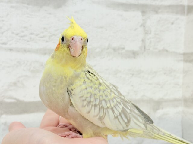 【最新画像更新🪄】背中のパール模様が魅力的🐣🫧オカメインコ(シナモンパールパイド) ヒナ オカメインコ