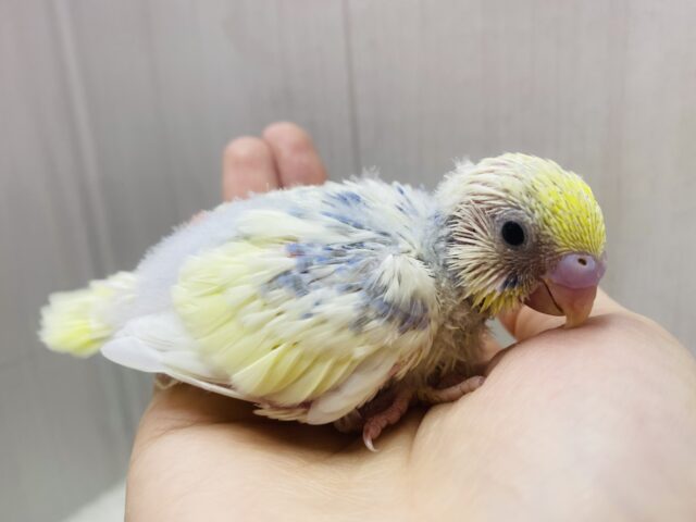 あわあわ〜🫧この淡さが素敵すぎる！！セキセイインコパステルレインボーパイド🌟