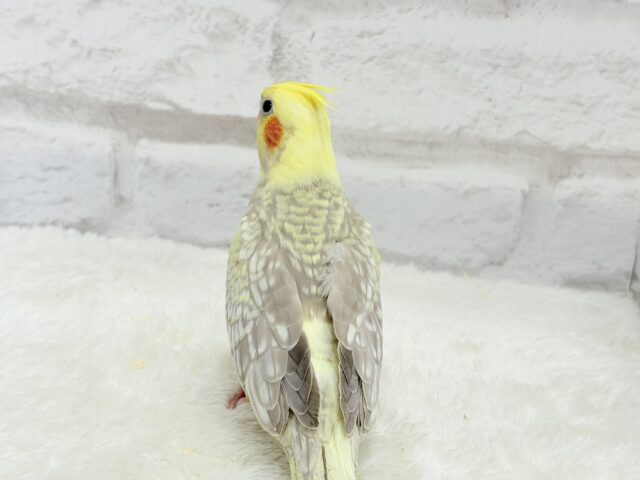 【最新画像更新🪄】背中のパール模様が魅力的🐣🫧オカメインコ(シナモンパールパイド) ヒナ オカメインコ