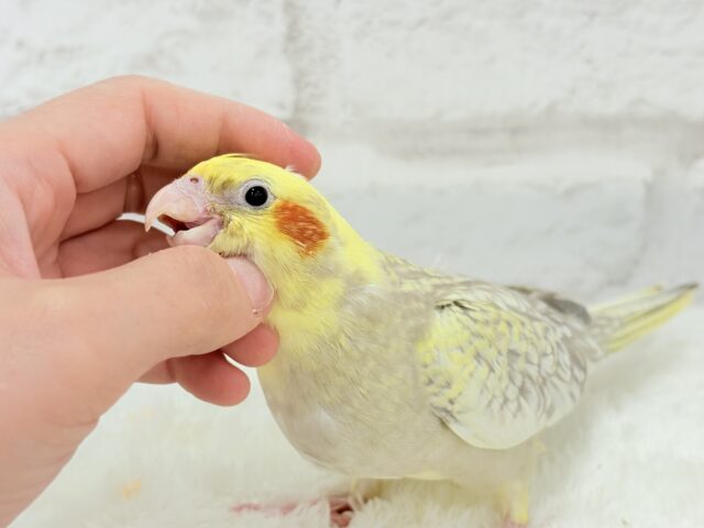 【最新画像更新🪄】背中のパール模様が魅力的🐣🫧オカメインコ(シナモンパールパイド) ヒナ オカメインコ