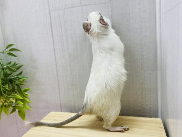 デグー
