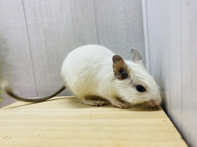 デグー