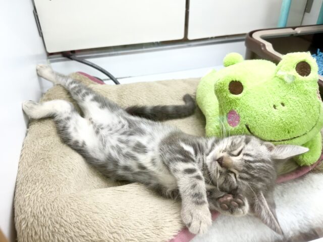 アメリカンショートヘア