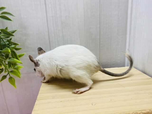 デグー