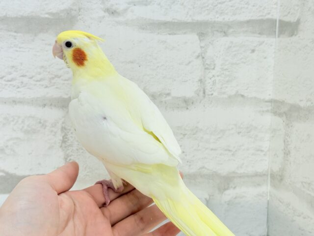 オカメインコ