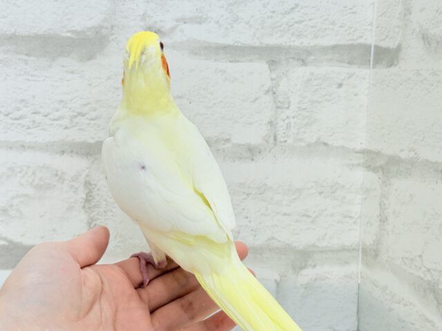 オカメインコ