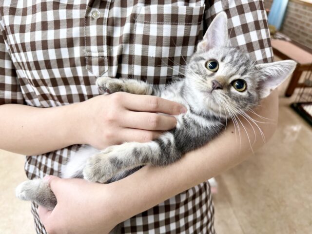 アメリカンショートヘア