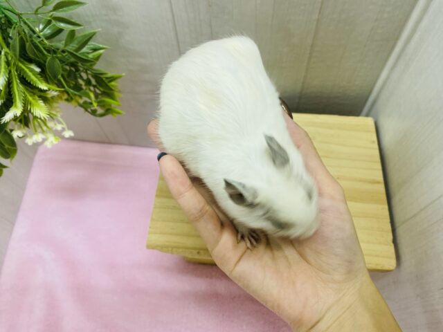 デグー