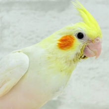 【最新画像更新🪄】チビッ子怪獣の登場だっ⋆͛🐣⋆͛オカメインコ(ルチノー) ヒナ