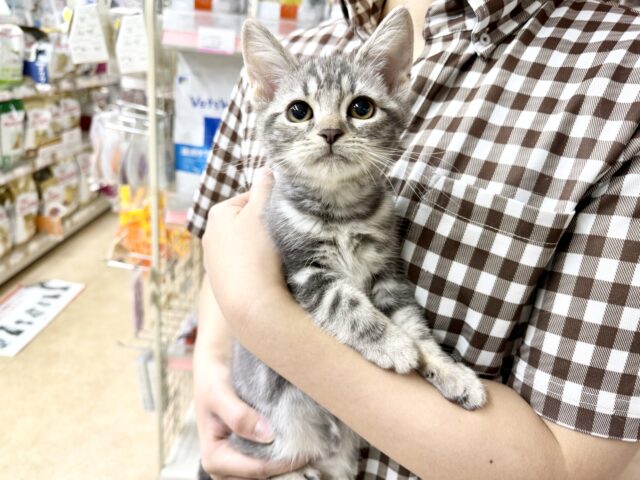 最新画像📸アメリカンショートヘアー（ブルータビー）女の子♫ずっとにゃ〜にゃ〜かまってちゃん💕