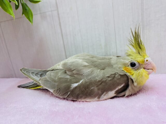 オカメインコ