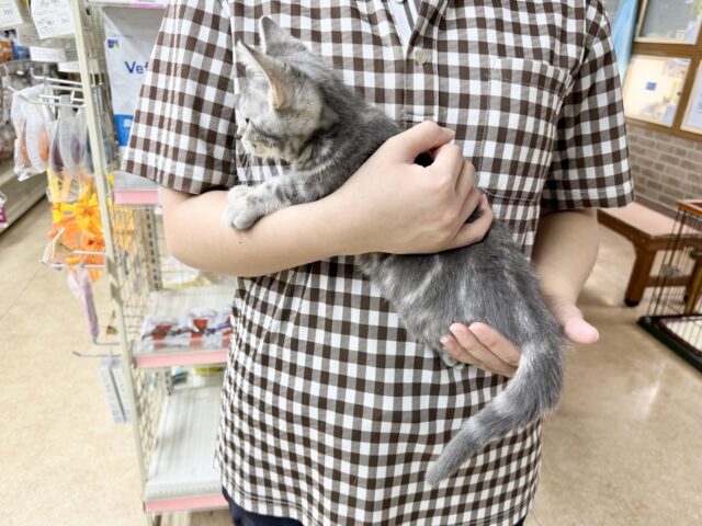 アメリカンショートヘア