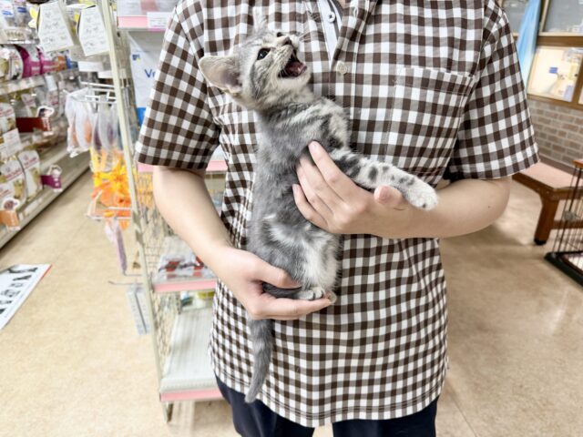 アメリカンショートヘア