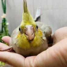 立派なサイズ感‼️シナモンカラーのオカメインコがやってきました❤️