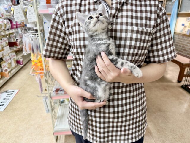 アメリカンショートヘア