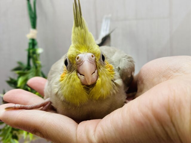 立派なサイズ感‼️シナモンカラーのオカメインコがやってきました❤️
