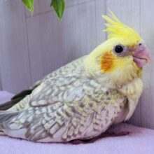 ✨びっしりパール模様のオシャレさん🫧オカメインコのシナモンパール💛