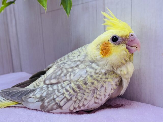 ✨びっしりパール模様のオシャレさん🫧オカメインコのシナモンパール💛