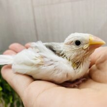 キリリっとしたイケメンさん❤️綺麗な姿を見せておくれ〜白文鳥さん‼️