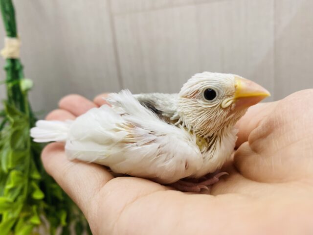 キリリっとしたイケメンさん❤️綺麗な姿を見せておくれ〜白文鳥さん‼️