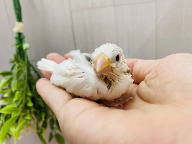 白文鳥