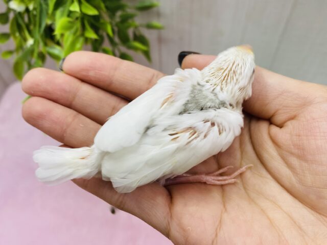 白文鳥
