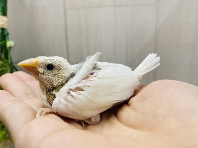 白文鳥