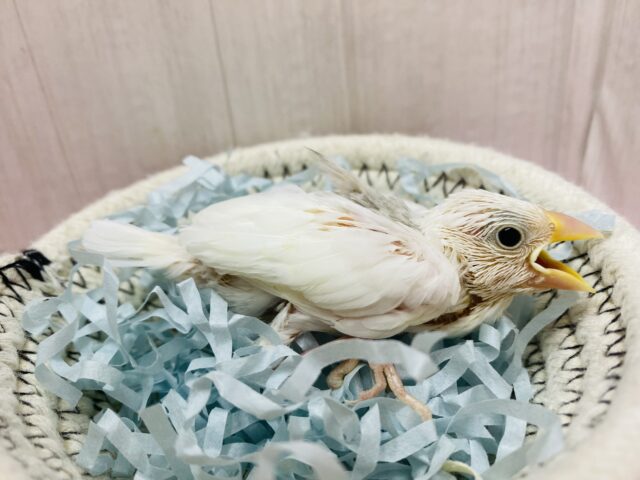 白文鳥