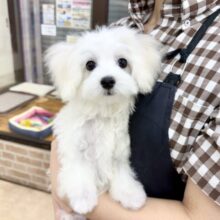 最新画像📸ハーフ犬（マルチーズ✖️トイプードル）男の子♫ちびちびわんぱくボーイがやってきた🐶