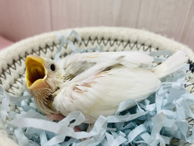 白文鳥