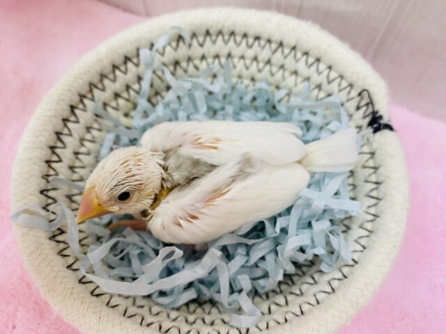 白文鳥