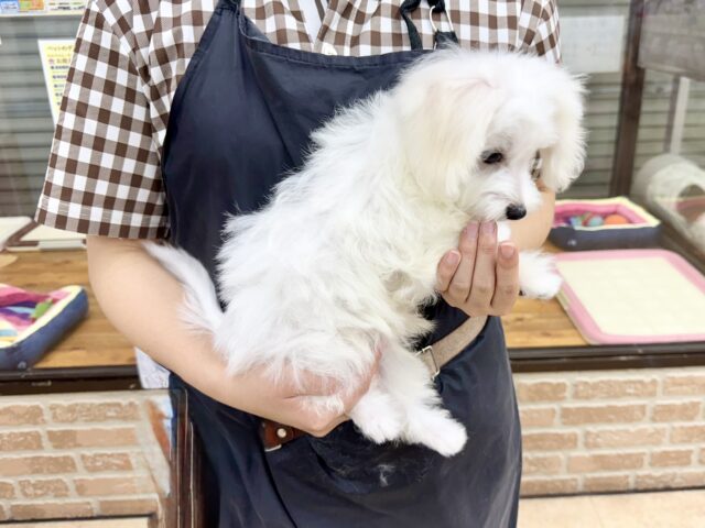 最新画像📸ハーフ犬(マルチーズ✖️トイプードル)男の子♫ちびちびわんぱくボーイがやってきた🐶 マルプー