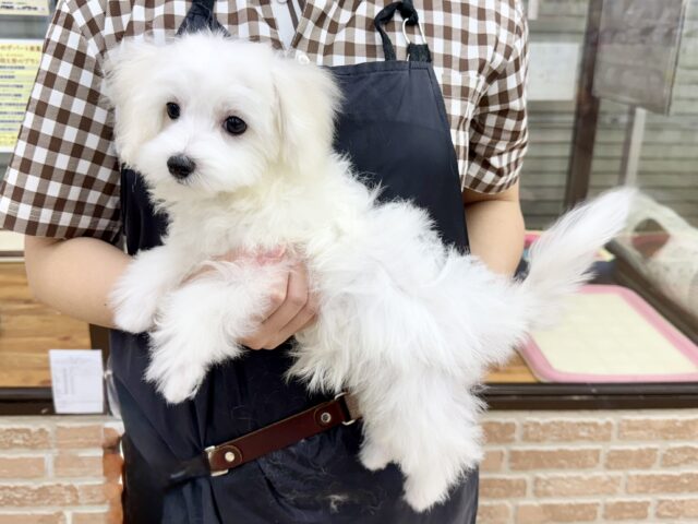 最新画像📸ハーフ犬(マルチーズ✖️トイプードル)男の子♫ちびちびわんぱくボーイがやってきた🐶 マルプー