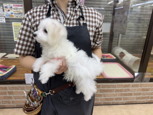 最新画像📸ハーフ犬(マルチーズ✖️トイプードル)男の子♫ちびちびわんぱくボーイがやってきた🐶 マルプー