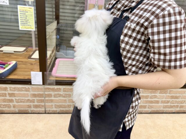 最新画像📸ハーフ犬(マルチーズ✖️トイプードル)男の子♫ちびちびわんぱくボーイがやってきた🐶 マルプー