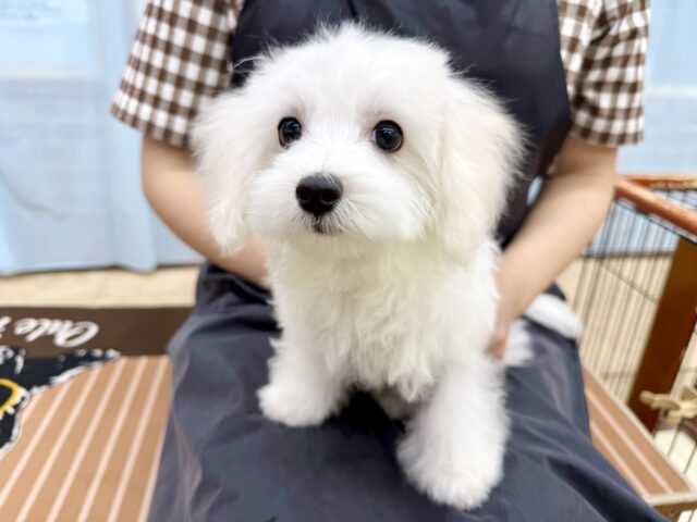 最新画像📸ハーフ犬(マルチーズ✖️トイプードル)男の子♫ちびちびわんぱくボーイがやってきた🐶 マルプー