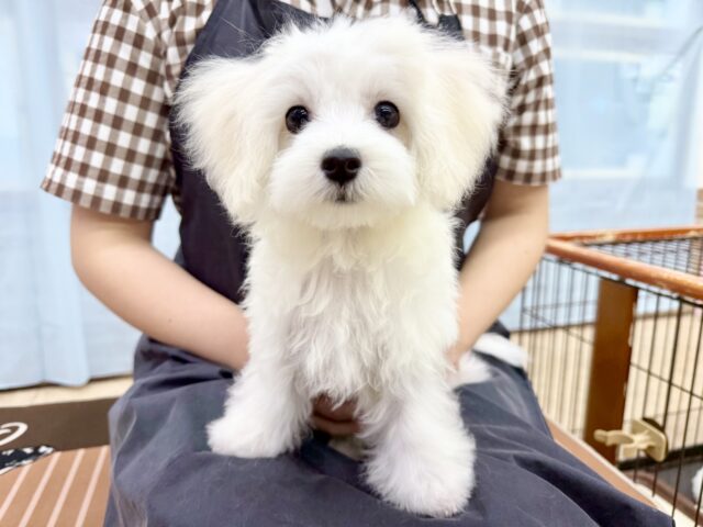 最新画像📸ハーフ犬(マルチーズ✖️トイプードル)男の子♫ちびちびわんぱくボーイがやってきた🐶 マルプー