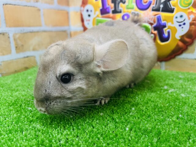 チンチラ