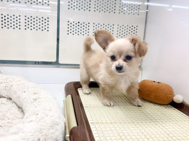 最新画像📸ハーフ犬(チワワ✖️ミニチュアダックス)男の子♫おっとりマイペース! チワックス